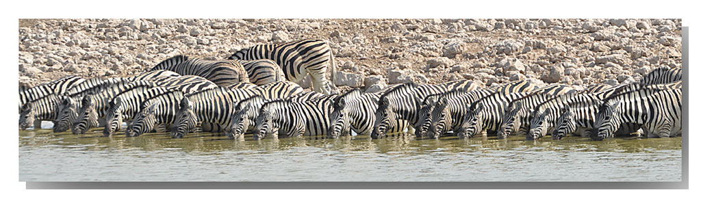 Zebrabanner