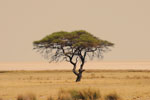 Eosha Baum